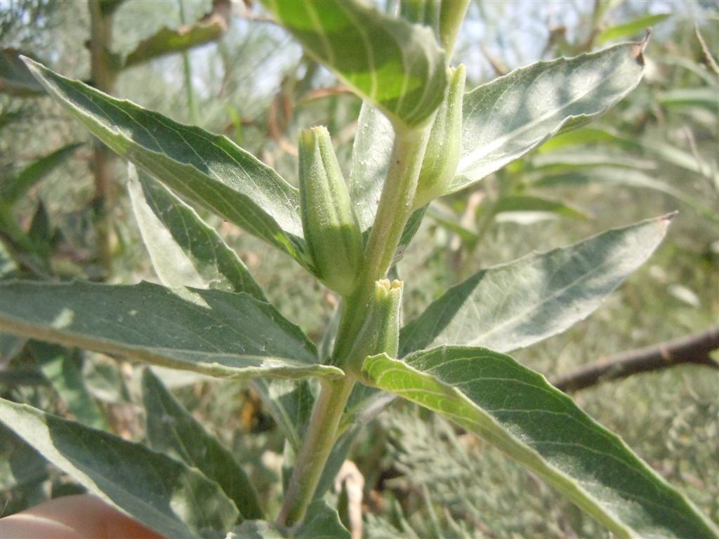 Oenothera sp. (Myrtales - Onagraceae)